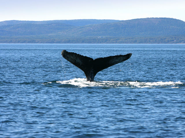 Humpback Whale in St Lawrence River, Canada